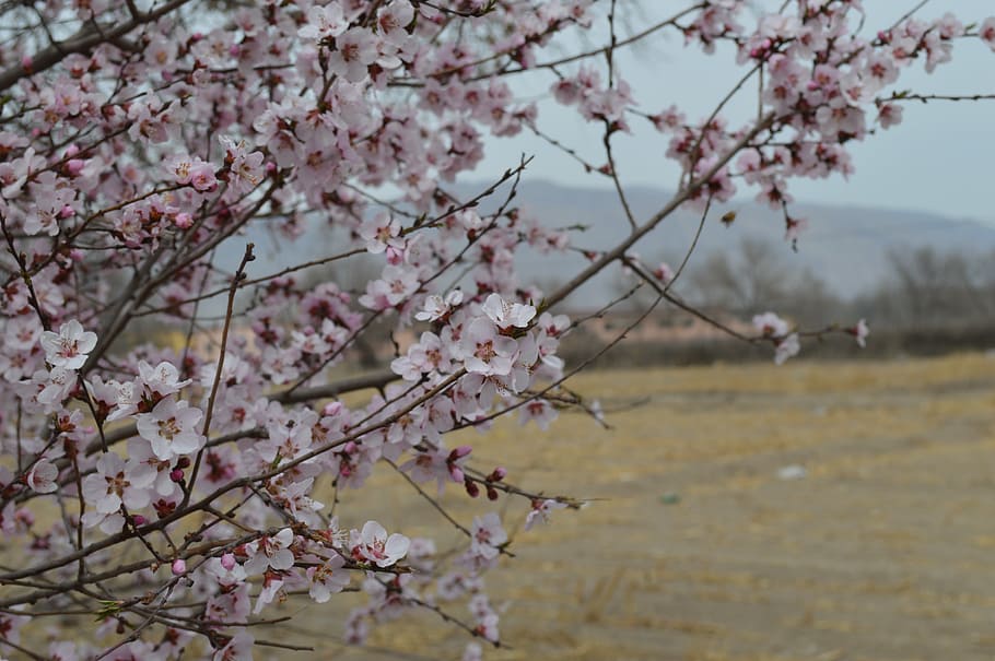 views, landscape, spring, flower, flowering plant, tree, growth HD wallpaper
