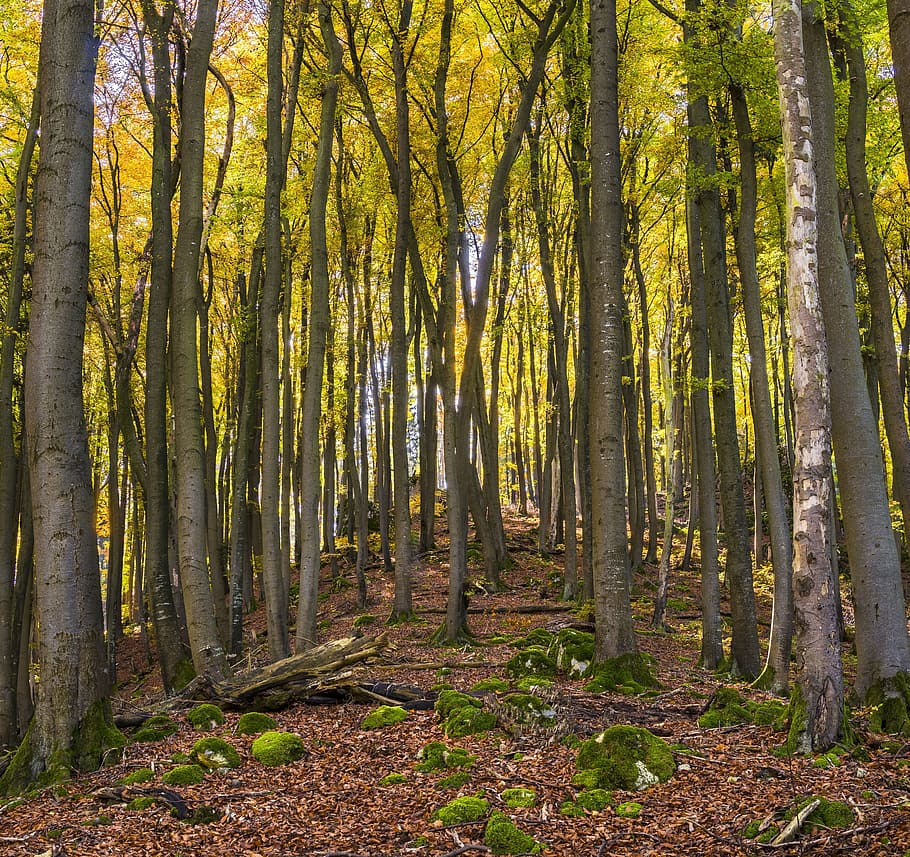 mountain, trees, hill, autumn, farbenpracht, color, forest HD wallpaper