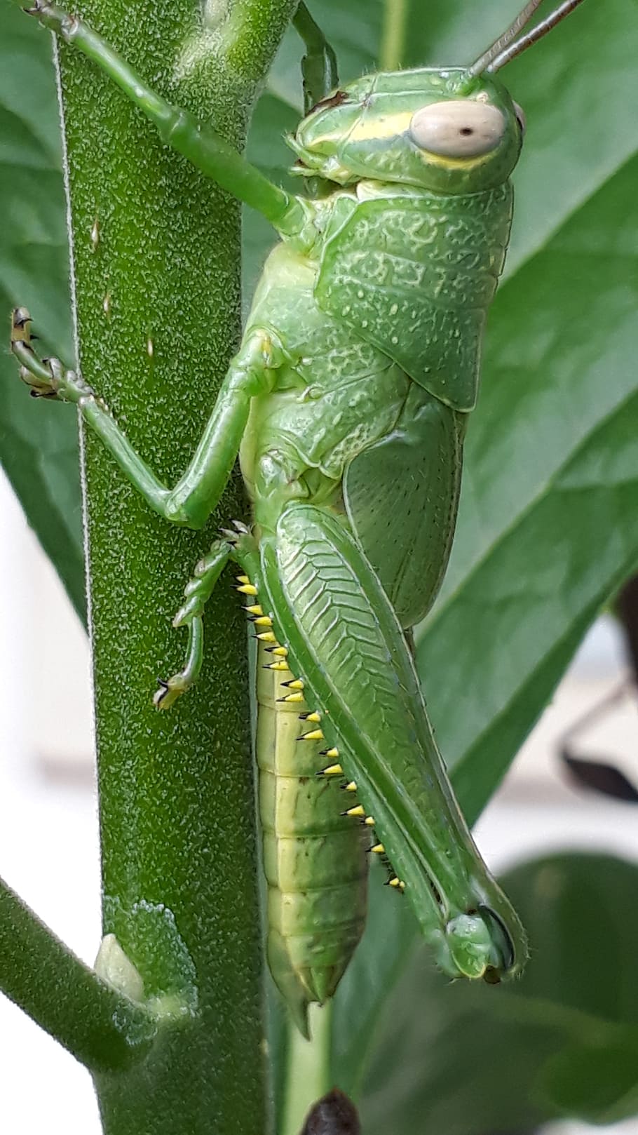 animal, grasshopper, leaf eater, insect, nature, wildlife, close-up HD wallpaper