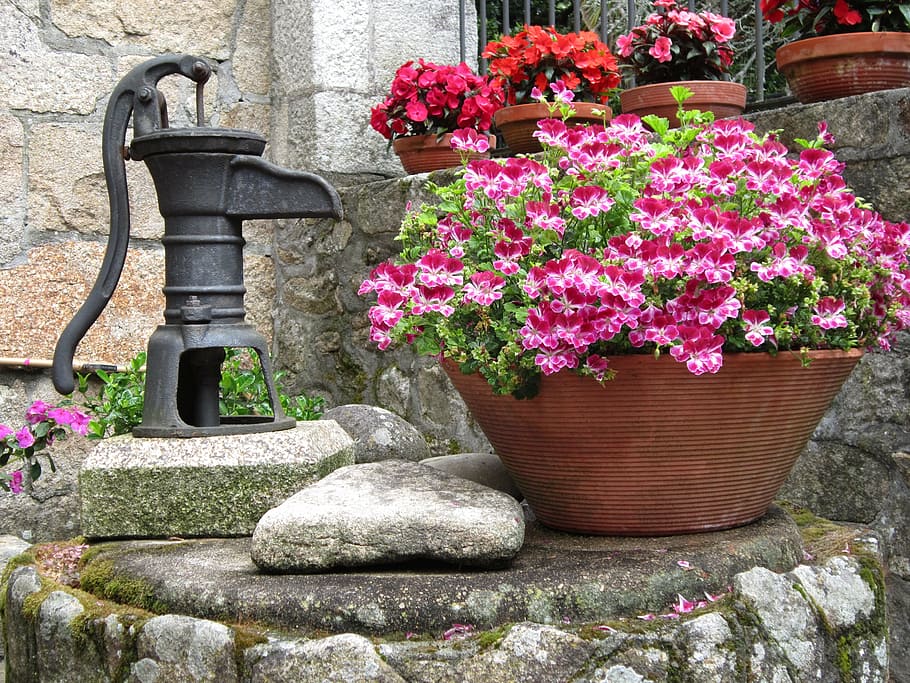 flowers, water, plants, source, gardens, flowering plant, growth HD wallpaper