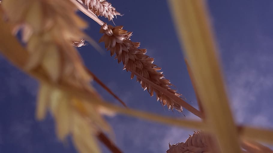 summer, cereals, spike, plant, beauty in nature, selective focus HD wallpaper