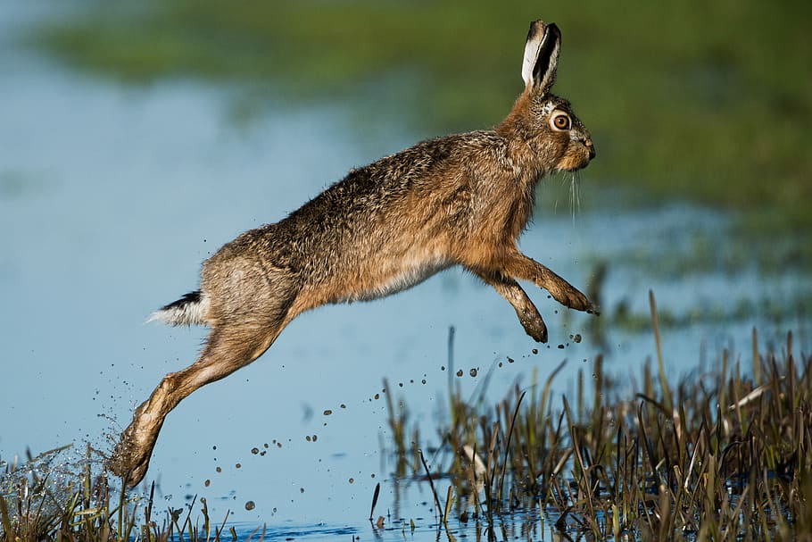 brown rabbit hopping above body of water, tan hare jumping on grass