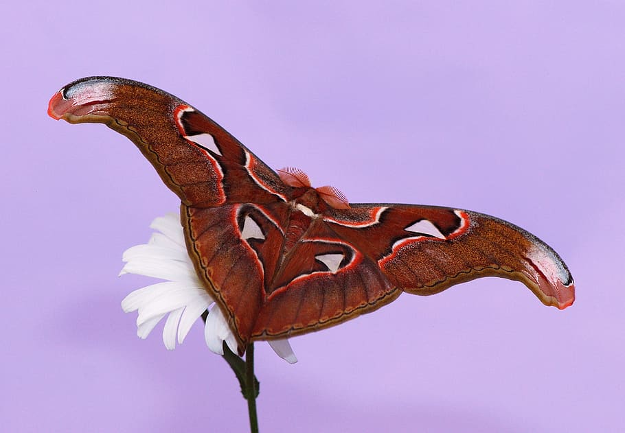 clsoe-up photography of cecropia moth on white petaled flower, HD wallpaper