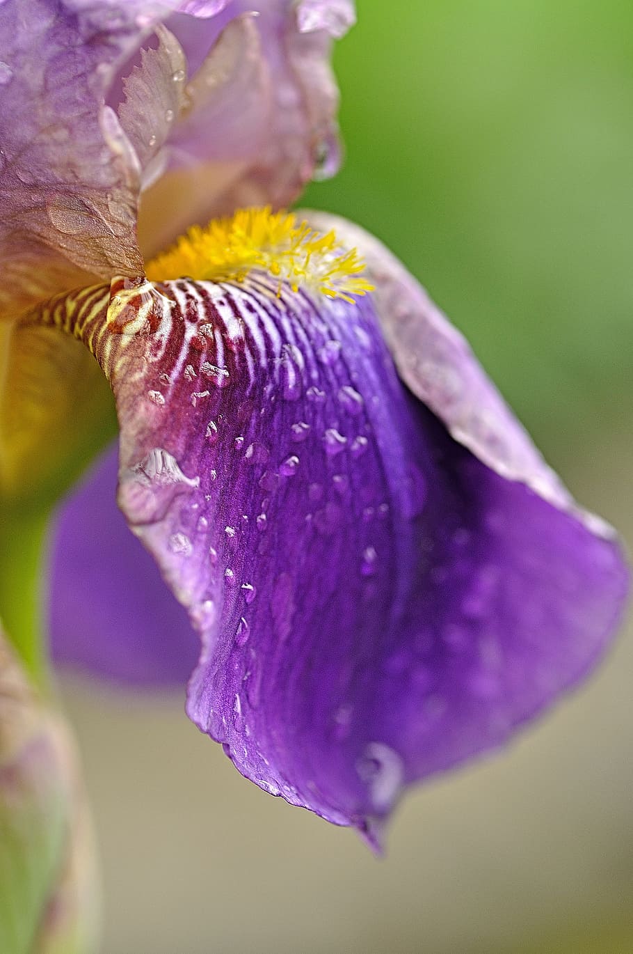 iris, rain, blossom, bloom, flowering plant, beauty in nature HD wallpaper