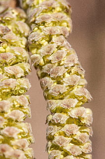hazelnut, spring, frühlingsanfang, inflorescences, bush, sausage HD wallpaper