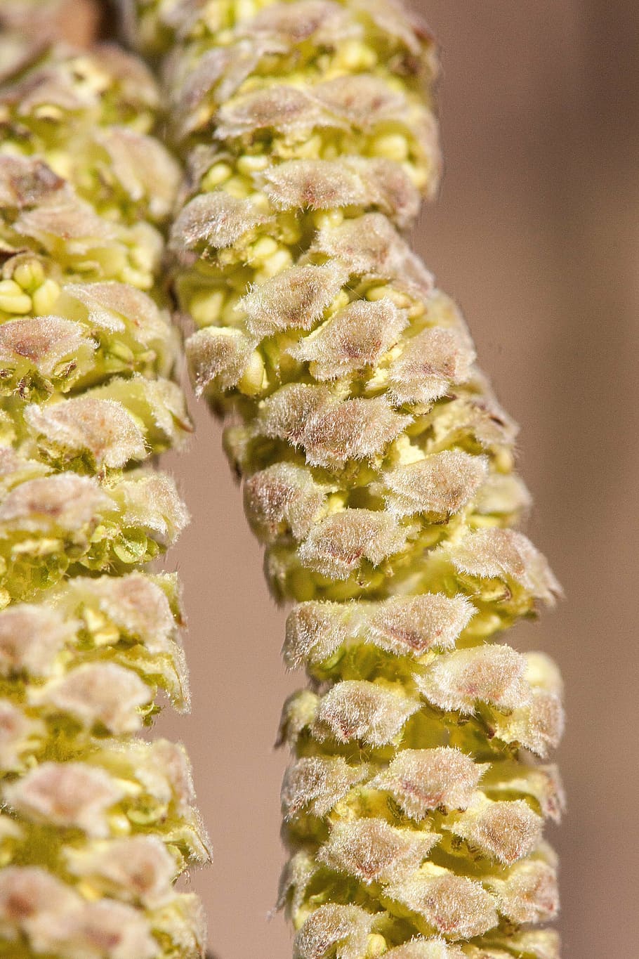 hazelnut, spring, frühlingsanfang, inflorescences, bush, sausage HD wallpaper