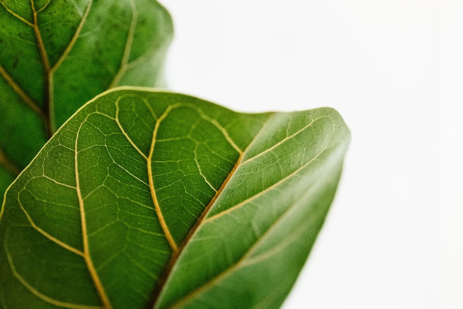 green leaves, macro photography of leaf, nature, green Color HD wallpaper