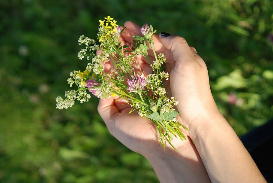 person holding green and purple plant, hand, hands, grass, leave HD wallpaper