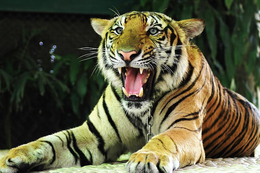 Bengal tiger, cat, thailand, feline, animal, animal themes, big cat, HD wallpaper