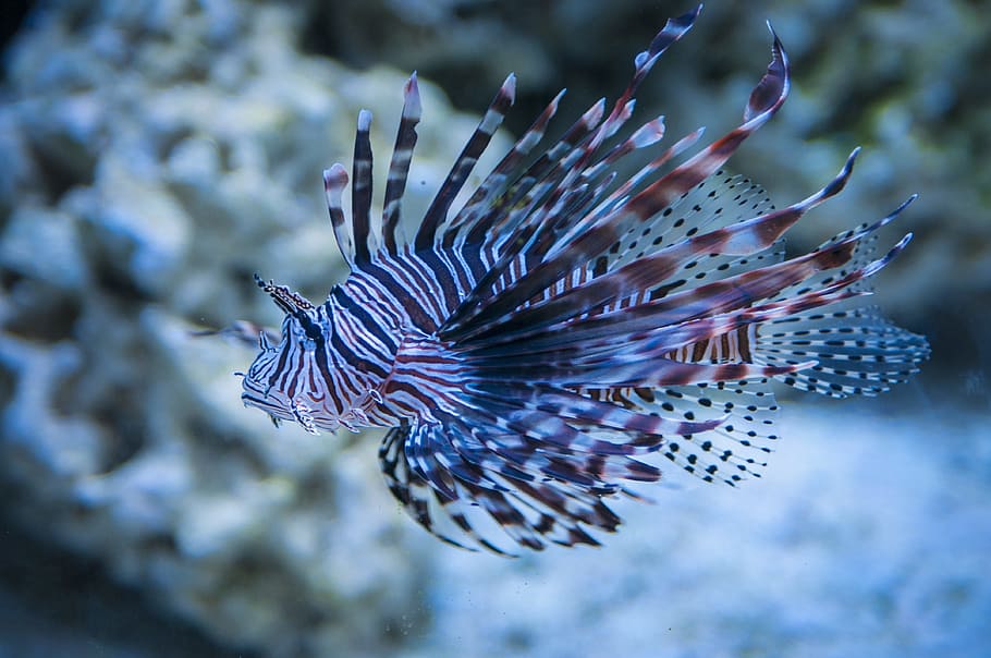 white and black fish, lion fish, lionfish, seaquest, underwater, HD wallpaper