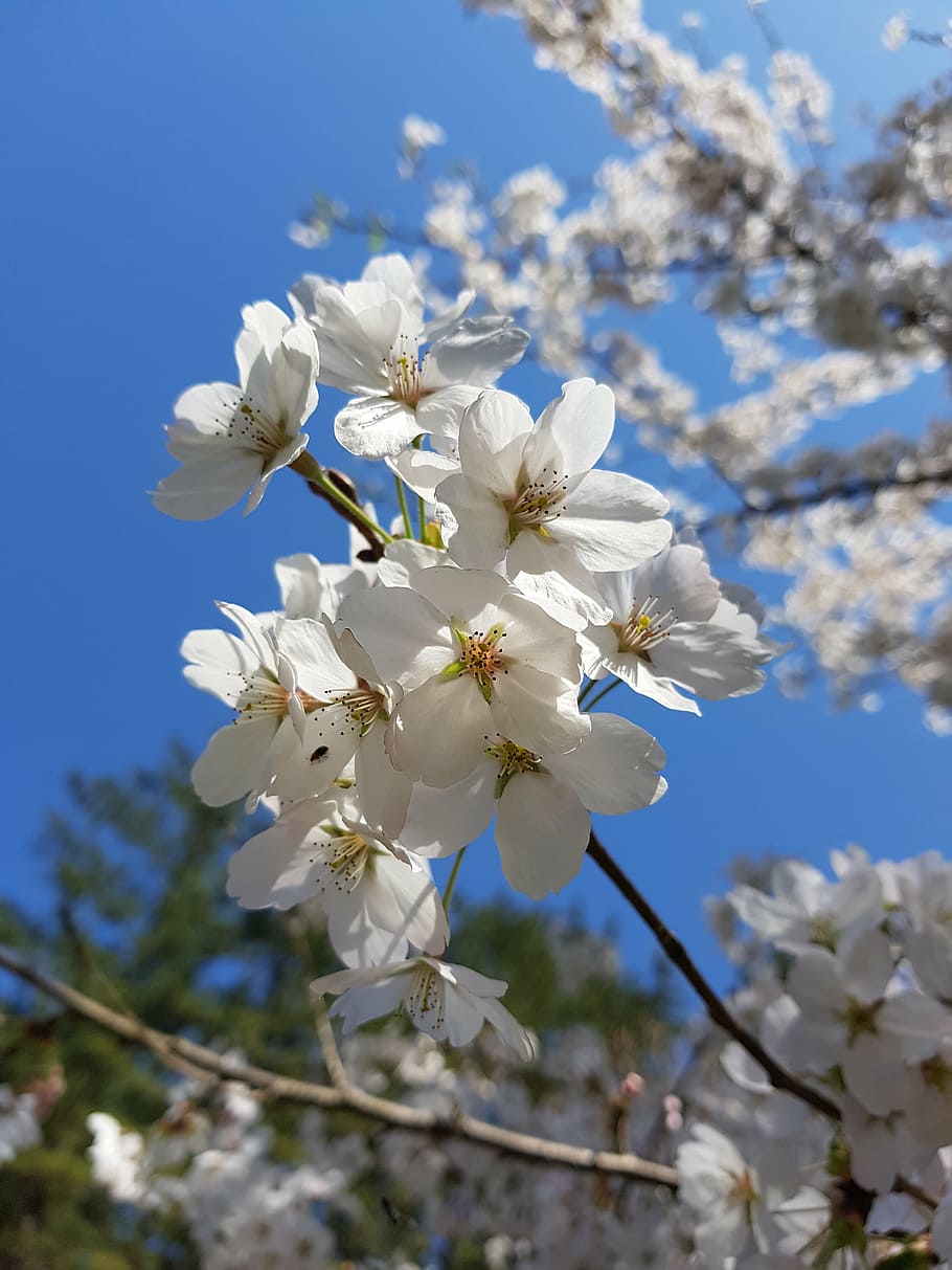 spring, spring flowers, cherry blossom, cherry tree, sky, nature HD wallpaper