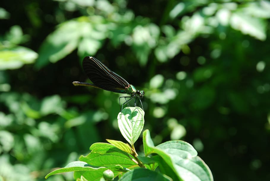 dragonfly, green, insect, close, details, close-up, plant, animals in the wild HD wallpaper