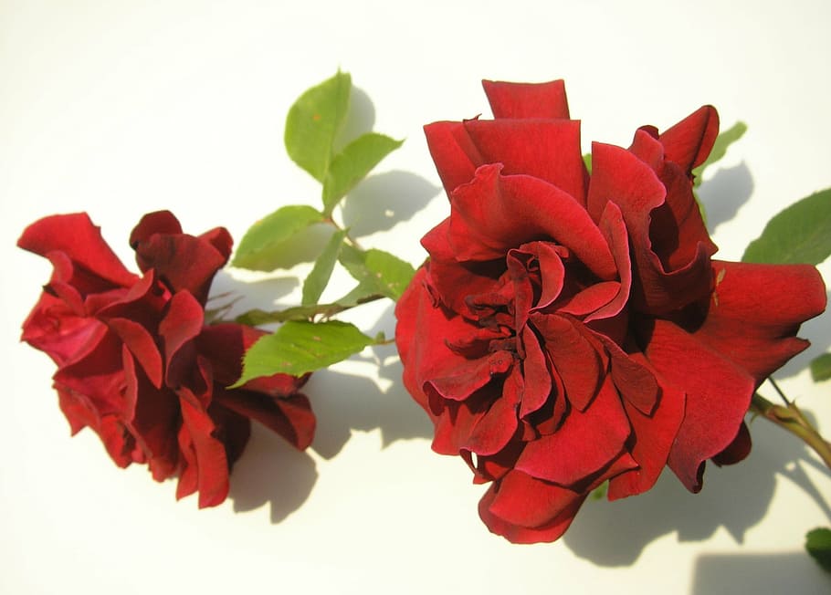 rose, red, blossom, bloom, rose blooms, red rose, plant, beauty in nature HD wallpaper