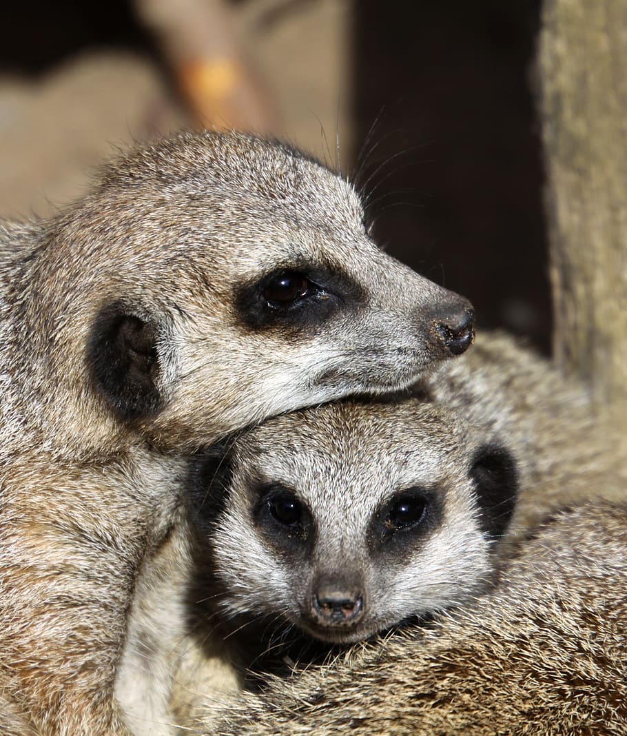 meerkat, stack, family, cute, happy, fur, furry, contentment HD wallpaper