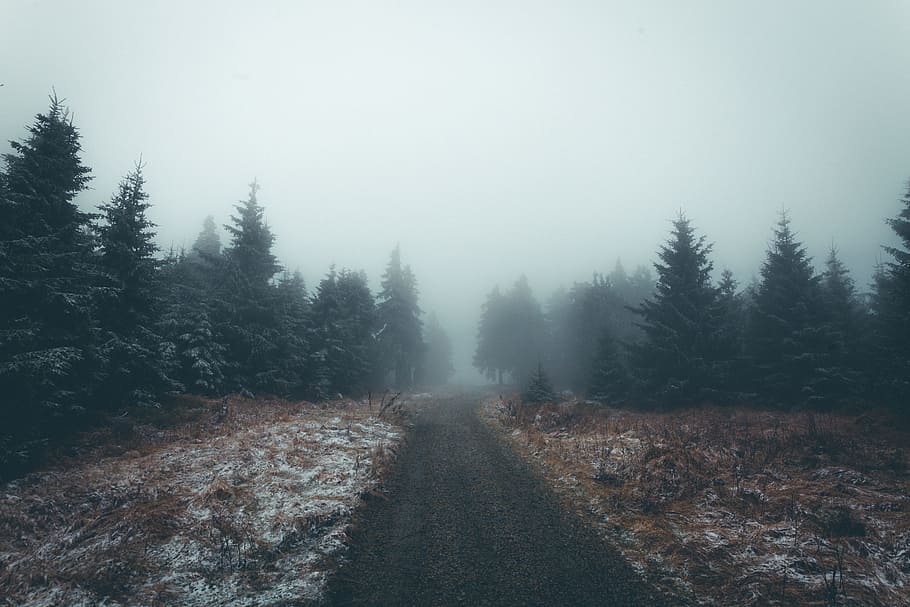 pine, trees, forest, plants, nature, foggy, landscape, outdoor HD wallpaper