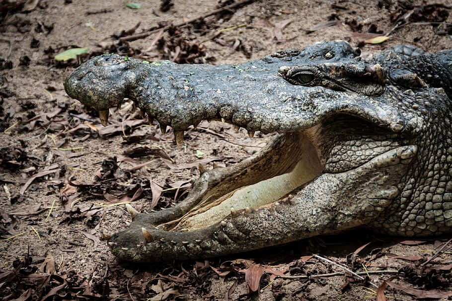 Crocodile, Gab, Teeth, Dangerous, reptile, open mouth, animal HD wallpaper