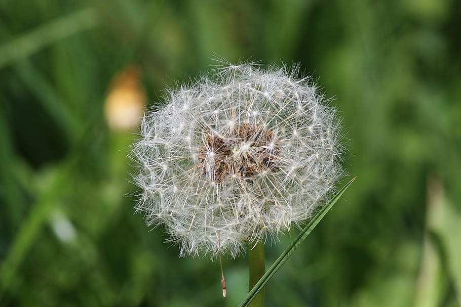 Dandelion, Meadow, Spring, Plant, pointed flower, seeds, flowers HD wallpaper