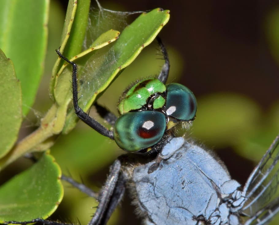 grey and green insect, dragonfly, pondhawk, eastern pondhawk HD wallpaper