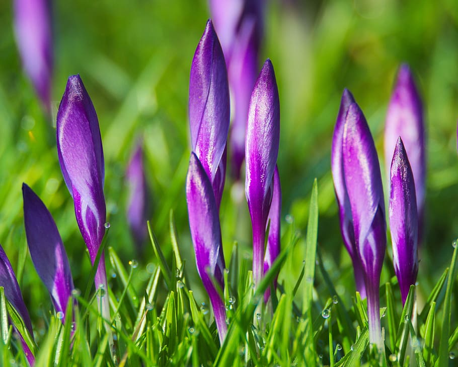 spring, crocus, flowers, purple, blossom, bloom, spring flower HD wallpaper