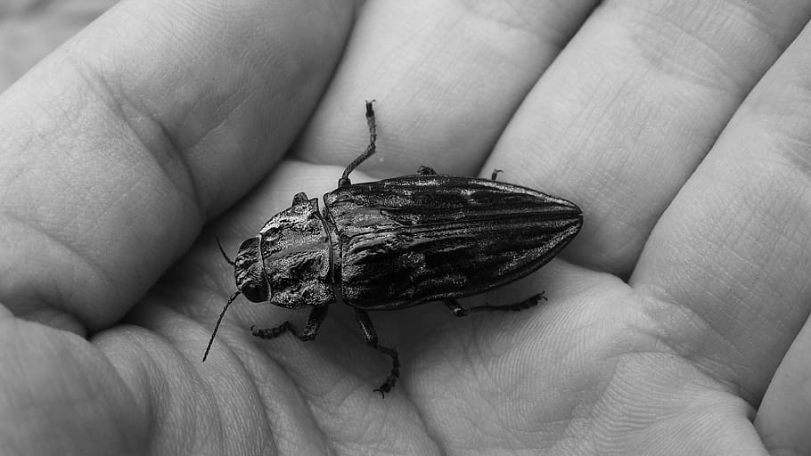 beetle, elytra, insect, human hand, human body part, invertebrate HD wallpaper
