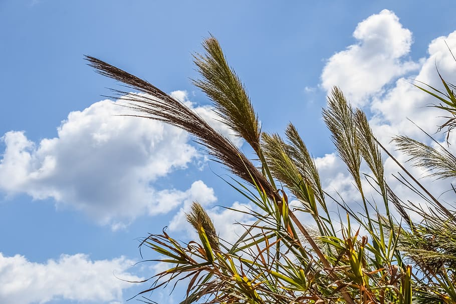 reeds, sky, clouds, nature, autumn, plant, cloud - sky, growth HD wallpaper