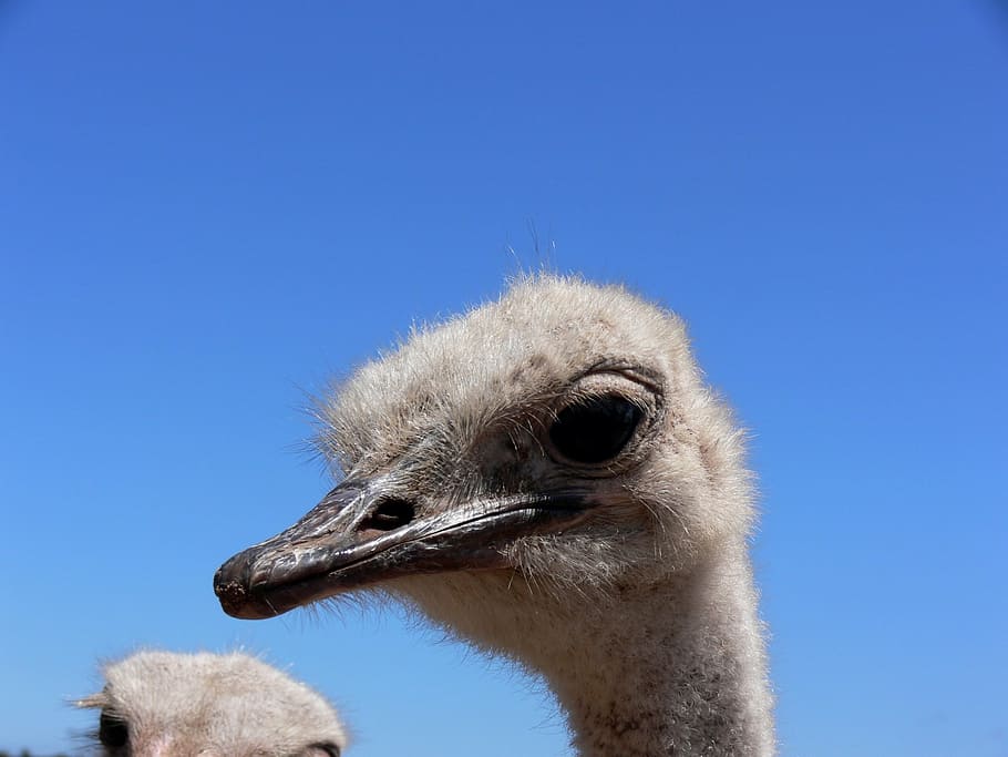 ostrich, eyes, big yes, eyelashes, neck, bird, africa, blue, HD wallpaper