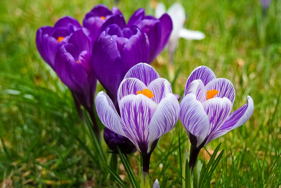 macro photography of purple petaled flowers, crocus, spring HD wallpaper