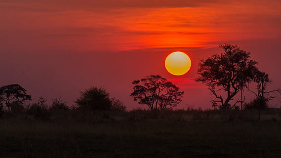 silhouette of trees at golden hour, botswana, okavango delta HD wallpaper