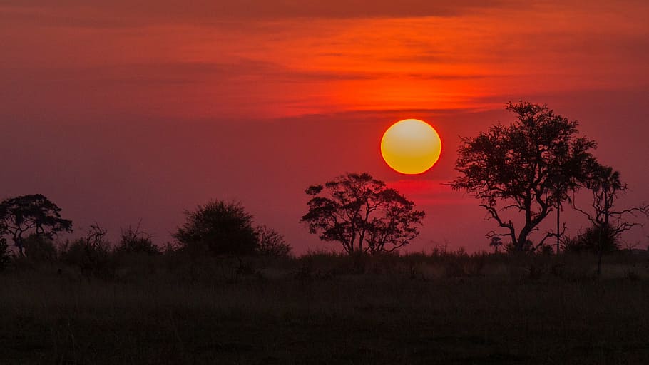 silhouette of trees at golden hour, botswana, okavango delta, HD wallpaper