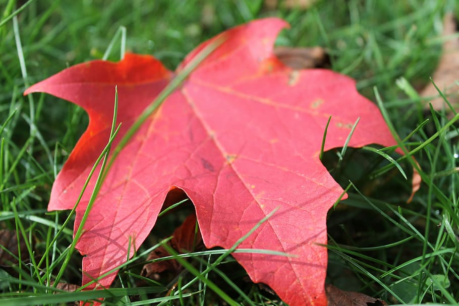 Leaf, Fall, Autumn, Fall, Leaves, Nature, fall leaves, maple HD wallpaper