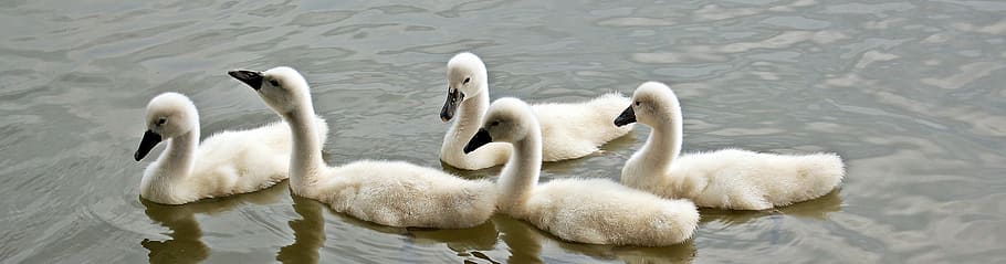 five white ducklings on body of water, swans, baby swans, waterfowl, HD wallpaper