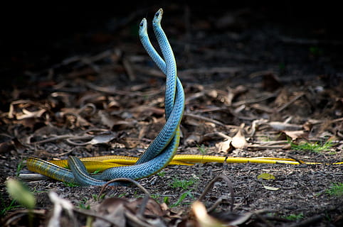 inland taipan wallpaper