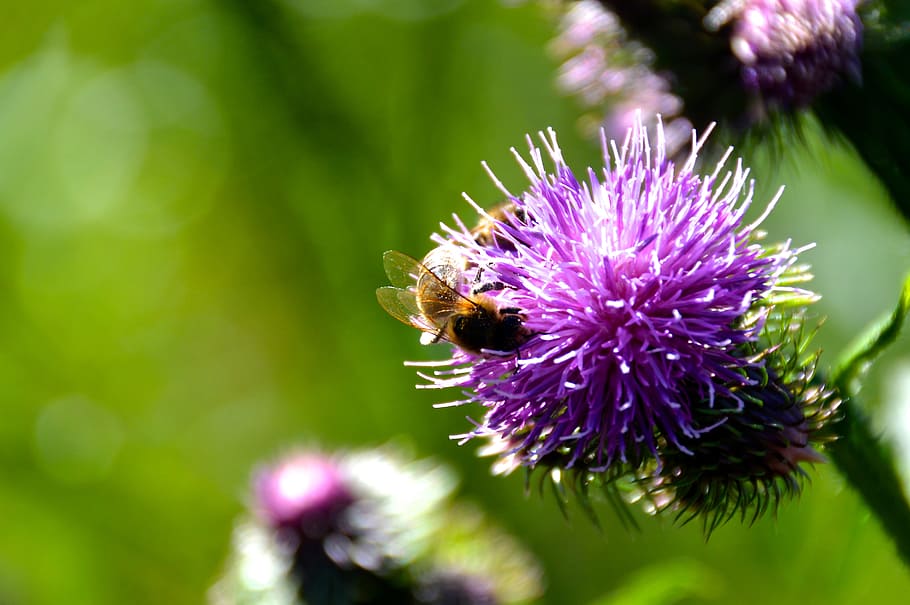 bee, thistle, summer, close, insect, invertebrate, flower, flowering plant HD wallpaper
