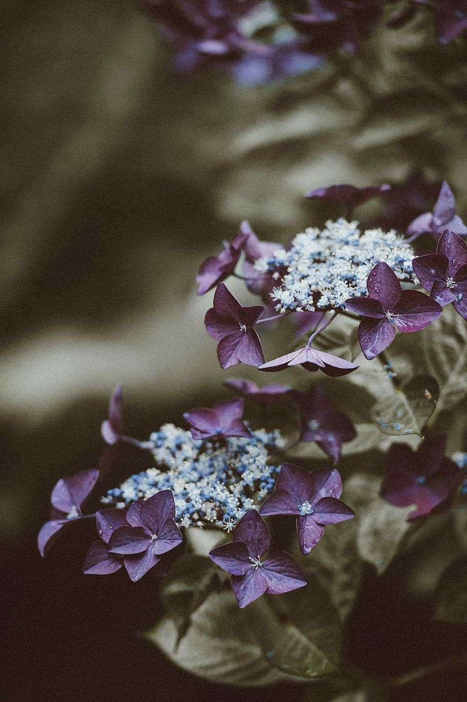 Hydrangea portrait orientation with blank space, selective focus photography of purple lace cap hydrangea flowers HD wallpaper