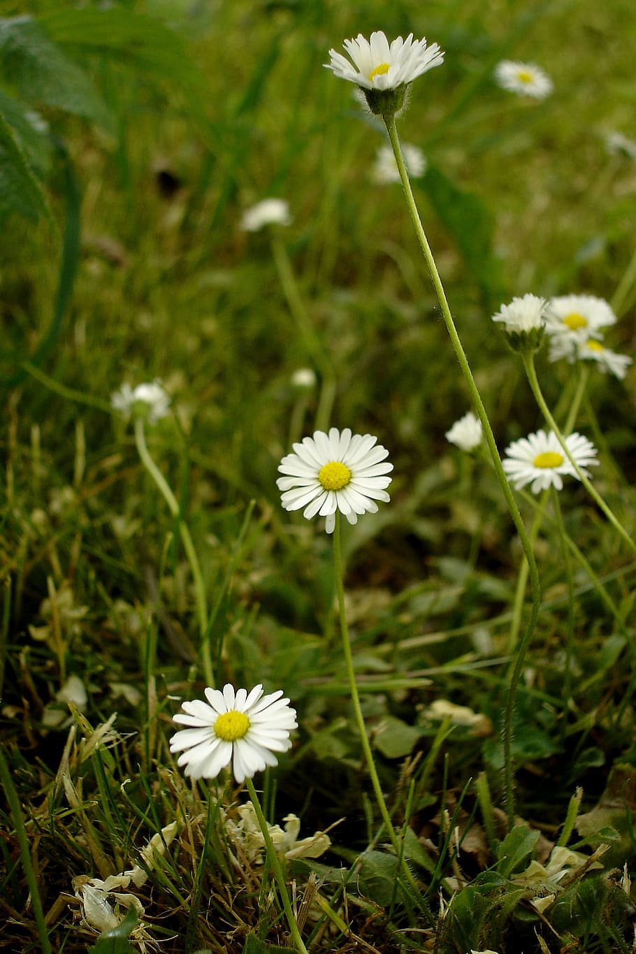 daisies, meadow, flower, flowering plant, freshness, fragility HD wallpaper