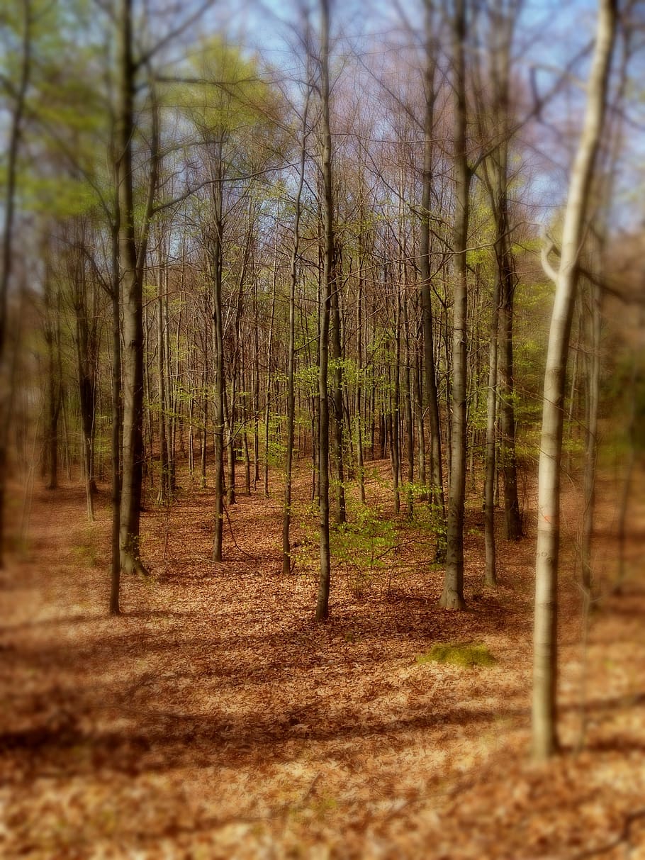 forest, tree, nature, landscape, spring, tourism, the silence HD wallpaper