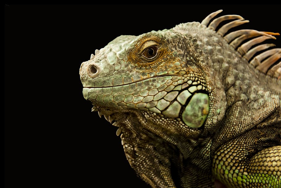 animal, pet, lizard, reptile, chameleon, close-up, scale, wildlife HD wallpaper