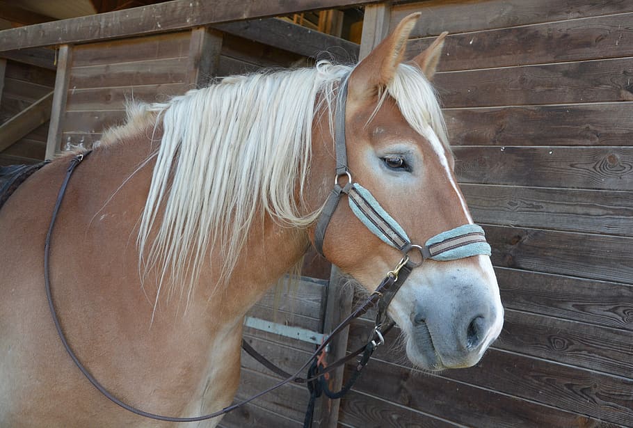 horse, profile, mane, chestnut, œil, portrait, horseback riding HD wallpaper