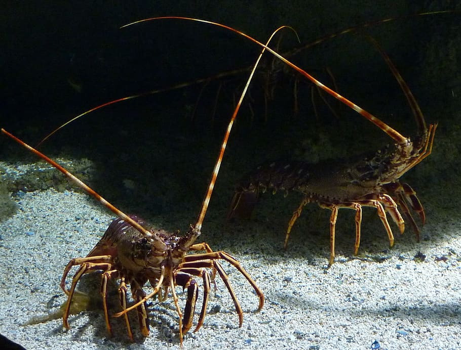 Sea, Clamp, Sand, one animal, sea life, animal themes, crustacean HD wallpaper