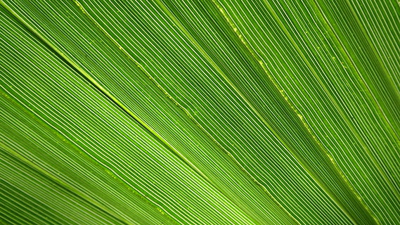 james, palm, leaf, close, green, tropical, light, fan shaped HD wallpaper