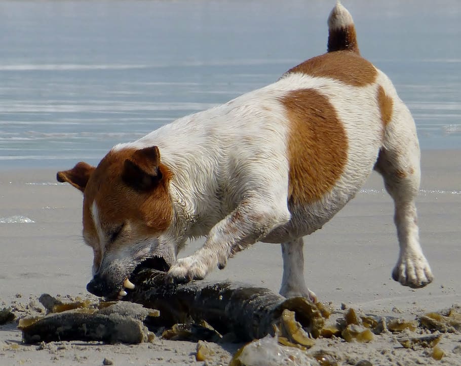 dog, play, beach, teeth, jack russel, bite, romp, batons, algae HD wallpaper