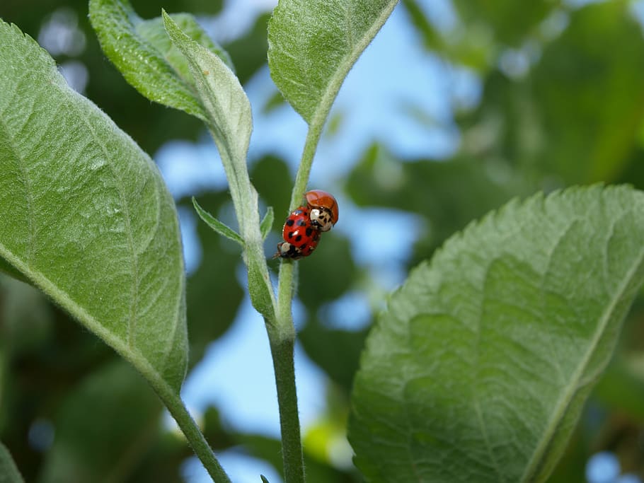 Mating, Ladybugs, Nature, Spring, plant, leaf, insect, one animal HD wallpaper