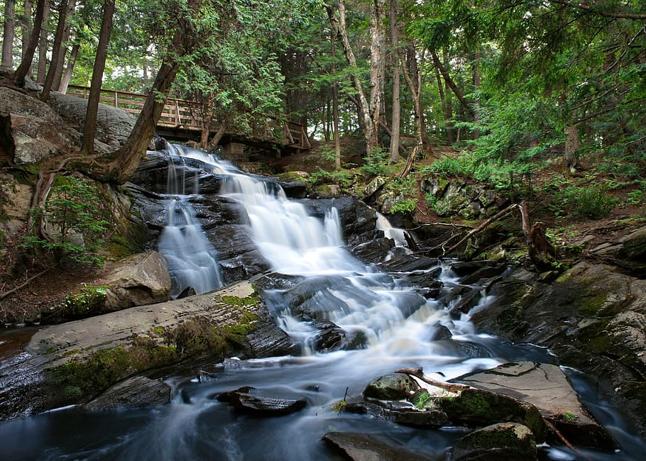 creek, river, waterfall, forest, blurred, stream, tree, plant HD wallpaper