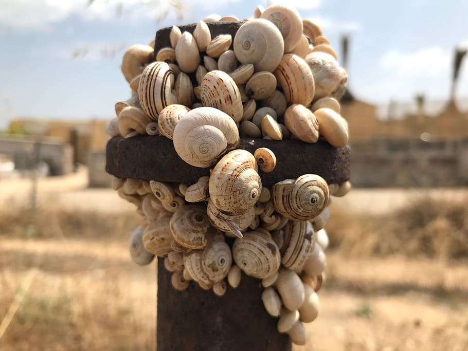 snails, insect, shell, brown snail, focus on foreground, close-up HD wallpaper