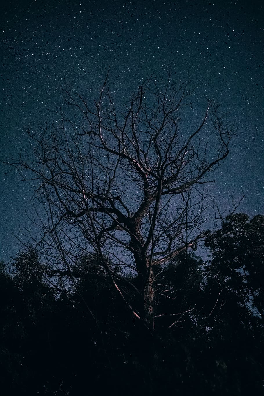 bare tree in forest, bare tree during night, star, sky, silhouette HD wallpaper