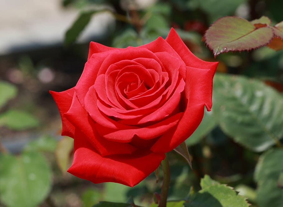 closeup photo of red rose flowers, summer, garden, rose - flower HD wallpaper