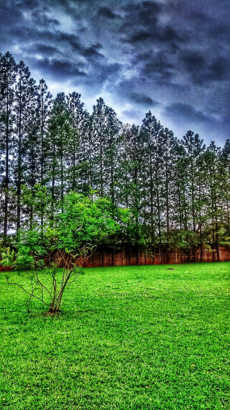 landscape, nature, hdr, plant, tree, green color, tranquil scene HD wallpaper