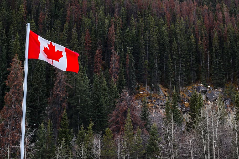 flag, forests, canada, landscape, snow, alberta, national park HD wallpaper