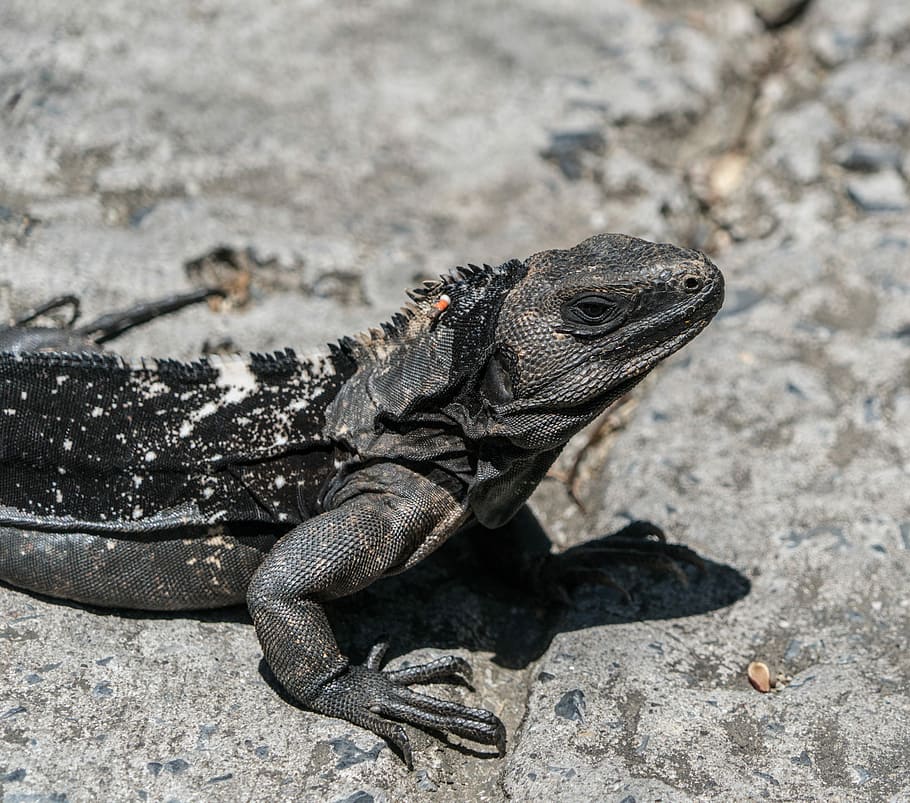 black and gray iguana, endangered, black iguana, close up, lizard HD wallpaper