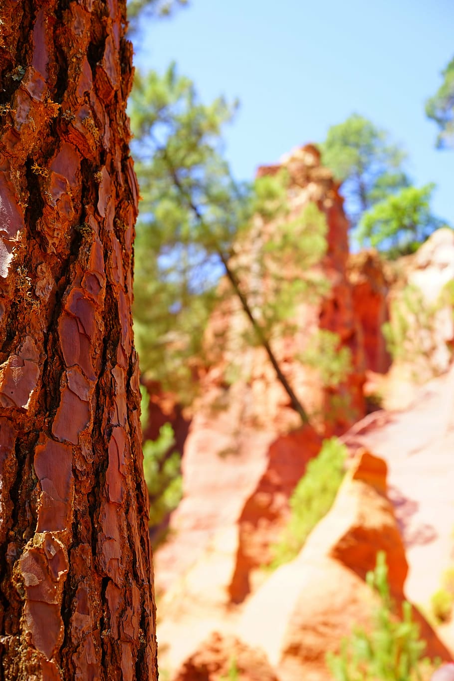 bark, tree, conifer, ocher rocks, roussillon, red, reddish HD wallpaper
